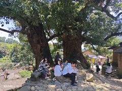 -杨家堂村
