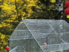 -五营红松林海景区