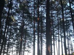 -重庆睡佛山森林公园