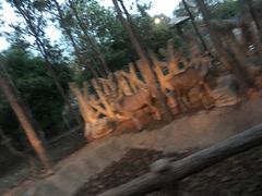 -清迈夜间动物园