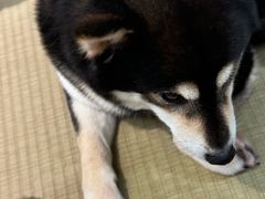 -逗柴咖啡屋·狗咖猫咖宠物桌游