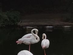 -广州动物园