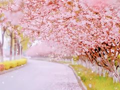 -古柏渡丰乐樱花园