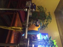 鹦鹉-那家小馆•北京菜•烤鸭(中关村店)