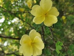 -左庭右院鲜牛肉火锅(苏州园区永旺店)