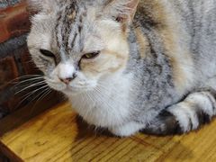 -豆逗聊愈猫阁Easy Life