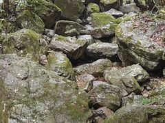 -天目山大树王景区