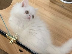 -袖虎·猫馆(体育西路店)
