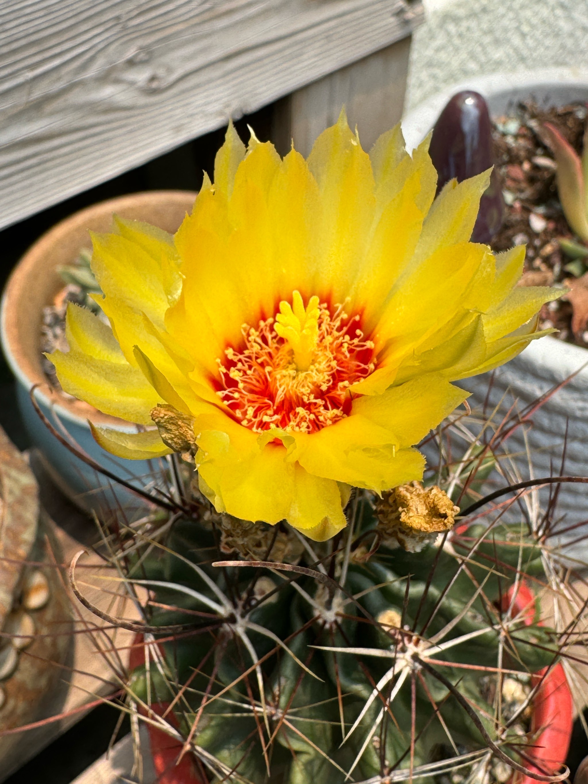 仙人球白芙蓉开花图片图片