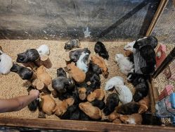 -酷嗒动物文化乐园(cutezoo西溪乐天城店)