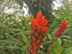 -中国科学院西双版纳热带植物园