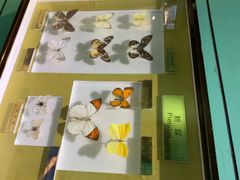 -上海昆虫博物馆