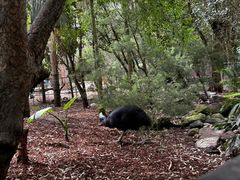 -费瑟代尔野生动物园