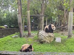 -都江堰中华大熊猫苑