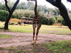 -奥兰多迪士尼动物王国乐园