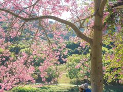 -风云岭森林公园