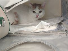 -瑞派动物医院·猫专科·至诚(江南中分院)