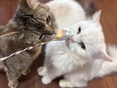 -楼上猫咖(罗湖店)