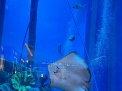 -迪拜水族馆及水下动物园