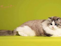 -青奢宠物·青奢猫舍