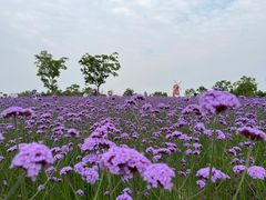 -同里国家湿地公园