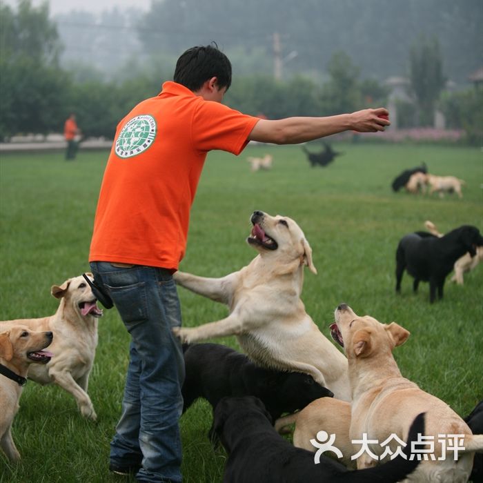 这里的狗狗们都快乐的生活着                 ckc小雪           ckc