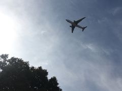 -龙大花卉苗木市场