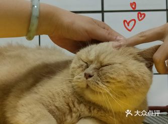 无锡宠物探店｜小财迷rua太幸福啦