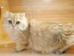 -猫十亿·布偶金渐层·曼基康矮脚猫舍(青年路店)
