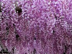 -上海鲜花港