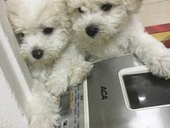 -美联众合动物医院·24h京西诊疗中心