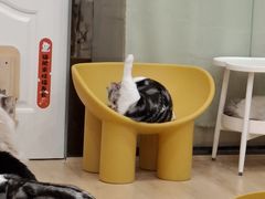 -有喵·猫咖·狗咖·30几只猫10只小狗(岗厦店)