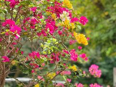 -广州市白云山风景名胜区