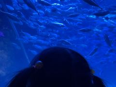 -太平洋海底世界