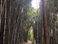 -黄埔油麻山森林公园