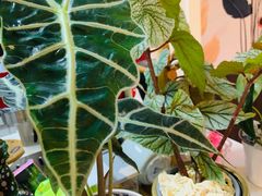 -Rabbit Cafe私房西餐甜点咖啡(栖霞路店)