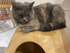 -楼上猫咖(罗湖店)