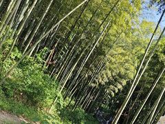 -东明山森林公园