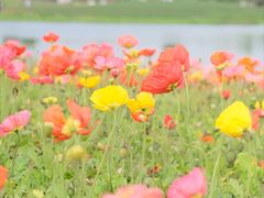 -径山花海