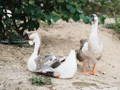 -厦门悦华酒店·绿庭主题自助餐厅