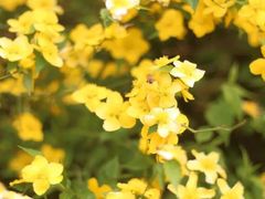 -合肥滨湖国家森林公园