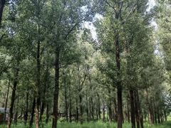 -林栖谷森林康养度假区