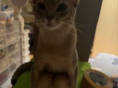 -欣宠猫屋·矮脚拿破仑·蓝金金渐层
