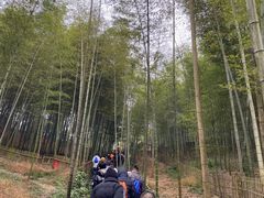 -宁波浙东大竹海景区