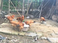-南汇新场正宗水蜜桃采摘