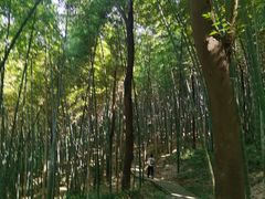 -上海佘山国家森林公园天马山园