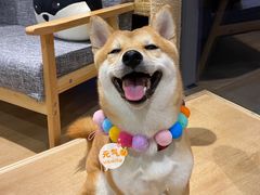 -南京Hallo宠物乐园·哈罗犬舍·柴犬繁育基地