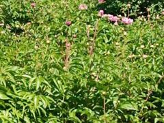 -长春公园(普阳街道)