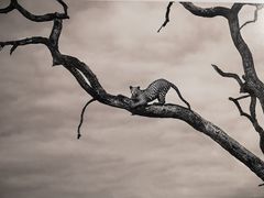 -罗红摄影艺术馆