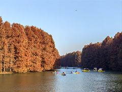 -上海海湾国家森林公园